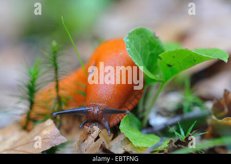 large red slug, greater red slug, chocolate arion (Arion rufus), crawling on forest ground, Germany, North Rhine-Westphalia Stock Photo
