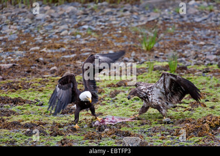 American bald eagle (Haliaeetus leucocephalus), adult and juvenile with prey on the ground, fighting, USA, Alaska, Tongass National Forest Stock Photo