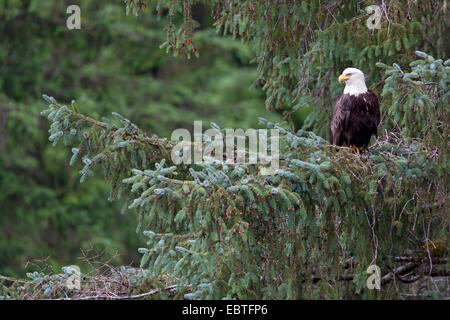 American bald eagle (Haliaeetus leucocephalus), adult sitting on a branch, USA, Alaska Stock Photo