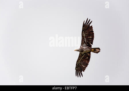 American bald eagle (Haliaeetus leucocephalus), juvenile flying, USA, Alaska Stock Photo