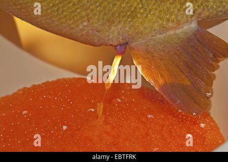 Marble trout (Salmo marmotatus), spawner at an artificial insemination Stock Photo