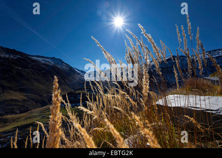 hairy melick (Melica ciliata agg.), in the Alps in sunlight, Switzerland, Kanton Uri, Oberalppass, Andermatt Stock Photo