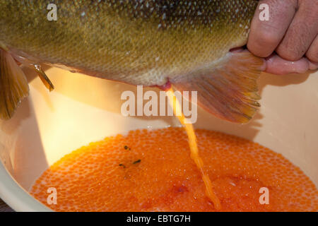 Marble trout (Salmo marmotatus), spawner at an artificial insemination Stock Photo