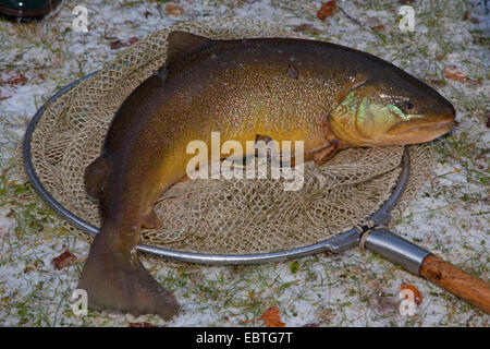 Marble trout (Salmo marmotatus), spawner lying on a dip net Stock Photo