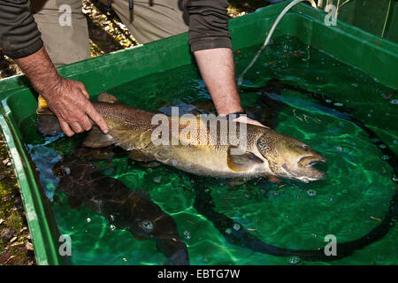 Marble trout (Salmo marmotatus), spawner in the hands of a staff member of a fish farm Stock Photo