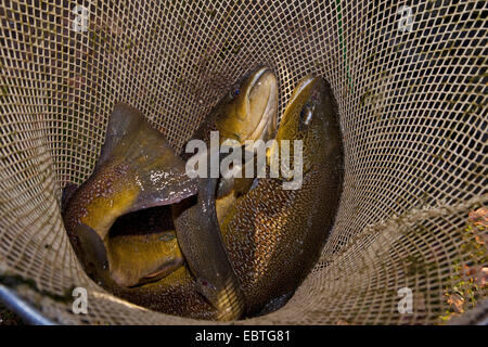 Marble trout (Salmo marmotatus), two spawners and a milkner in a dip net Stock Photo