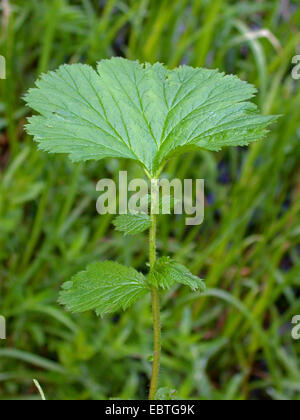 Large-leaved avens, Largeleaf avens (Geum macrophyllum), leaf, Germany Stock Photo