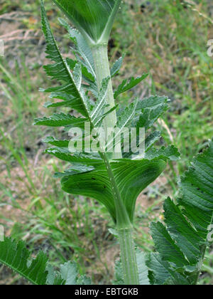 cut-leaved teasel, cutleaf teasel, cut-leaf teasel (Dipsacus laciniatus), leaf, Germany Stock Photo