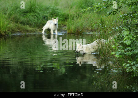 arctic wolf, tundra wolf (Canis lupus albus, Canis lupus arctos), wolf cubs bathing in a pond Stock Photo