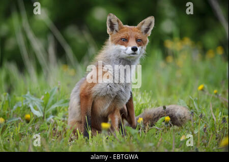red fox (Vulpes vulpes), sitting in meadow and scratching, Norway Stock Photo
