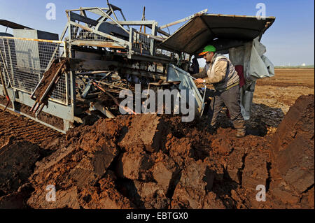 peat-cutting in the moor, Germany, Lower Saxony, Goldenstedter Moor Stock Photo