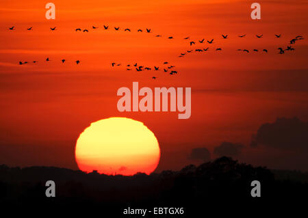common crane (Grus grus), flock flying in front of the sunset, Germany, Lower Saxony, Goldenstedter Moor Stock Photo