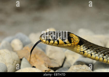 Balkan grass snake (Natrix natrix persa), flicking, Germany Stock Photo