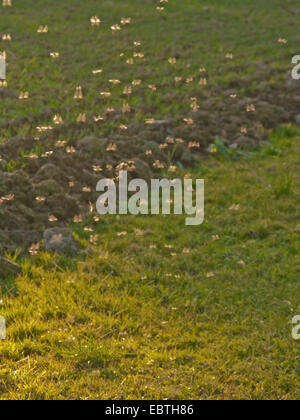 nonbiting midge, gnat (Chironomus spec.), flying in backlight, Germany, Bavaria Stock Photo