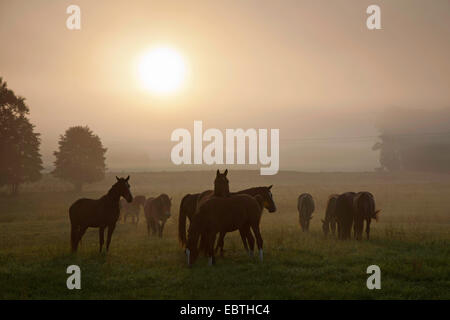 herd of horses on paddock in morning damp at sunrise, Germany Stock Photo