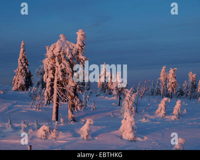 Norway spruce (Picea abies), snowy dead spruce forest, Czech Republic, Keilberg Stock Photo