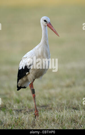 white stork (Ciconia ciconia), ringed adult on the feed in the morning, Germany, North Rhine-Westphalia, NSG Dingdener Heide Stock Photo