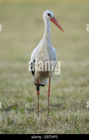 white stork (Ciconia ciconia), ringed adult on the feed in the morning, Germany, North Rhine-Westphalia, NSG Dingdener Heide Stock Photo