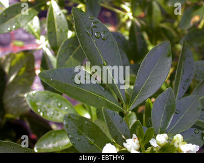 Mexican orange blossom (Choisya ternata), leaf Stock Photo