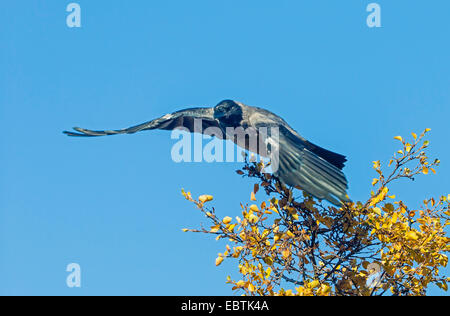 Hooded crow (Corvus corone cornix, Corvus cornix), starting from an autumnal birch, Norway, Troms Stock Photo