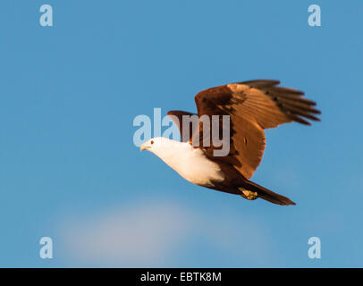 brahminy kite (Haliastur indus), in flight, Australia, Western Australia Stock Photo