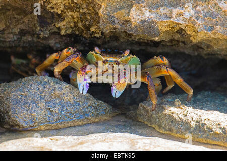 green crab on rocky beach, Australia, Western Australia, Coral Bay Stock Photo