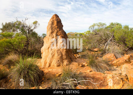 termite (Isoptera), termite hill in the outback, Australia, Western Australia, Kalbarri National Park Stock Photo