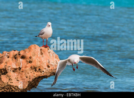 silver gull (Larus novaehollandiae, Chroicocephalus novaehollandiae ), two gulls at a coastal rock, Australia, Western Australia, Coral Bay Stock Photo