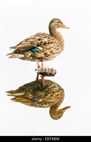 mallard (Anas platyrhynchos), female being reflected in the water, Norway, Troms, Prestvannet Stock Photo