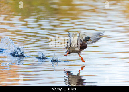 mallard (Anas platyrhynchos), drake starting from the water, Norway, Troms Stock Photo