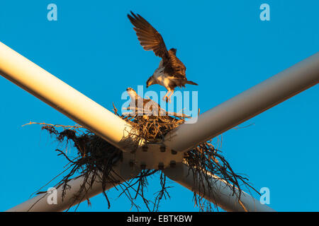 Eastern osprey (Pandion cristatus), Eastern osprey nesting on a bridge, Australia, Western Australia, Exmouth Stock Photo