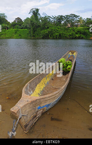 common banana (Musa paradisiaca var. sapientum), bananas on a traditionell boat, Honduras Stock Photo
