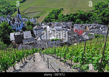 steep vineyard in Moselle Valley over Trarbach, Germany, Rhineland-Palatinate, Traben-Trabach Stock Photo