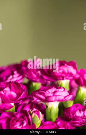Close up of a bunch of deep pink Carnations, Dianthus caryophyllus Stock Photo