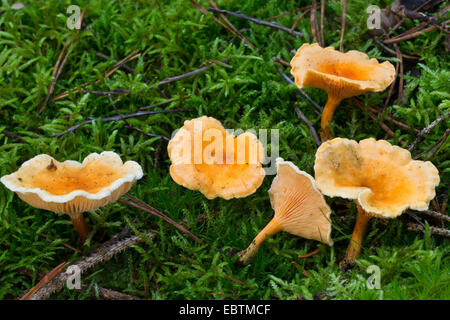 False Chanterelle (Hygrophoropsis aurantiaca), fungi in moss, Germany Stock Photo