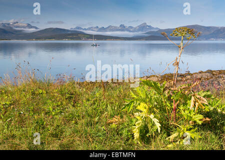 Heracleum (Heracleum spec.), Cow Parsnip at the coast in autumn, Store Blamann in background, Norway, Troms, Sandnessund, Kvaloeya Stock Photo