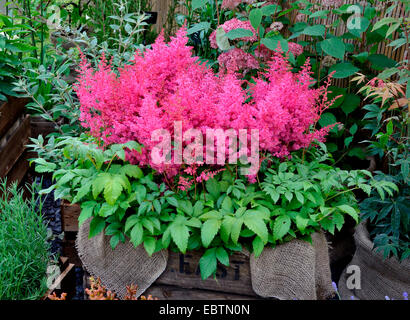 Close up of the Astilbe 'Jump and Jive' in a simple container Stock Photo