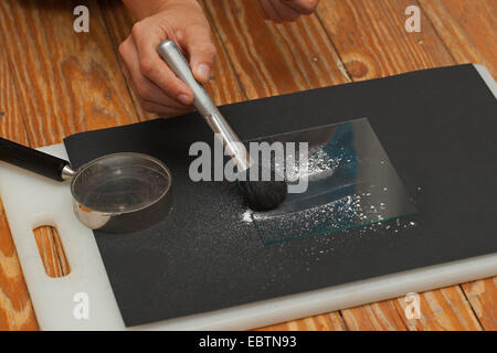 taking fingerprints. Step 3: powder is removed with a brush, finger-print becomes visible Stock Photo