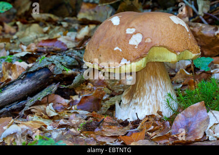 penny bun, cep (Boletus edulis), single fruiting body on forest floor, Germany, Mecklenburg-Western Pomerania Stock Photo
