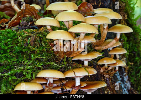 Sheathed woodtuft, Scalycap (Kuehneromyces mutabilis, Galerina mutabilis, Pholiota mutabilis), on mossy tree snag, Germany, Mecklenburg-Western Pomerania Stock Photo