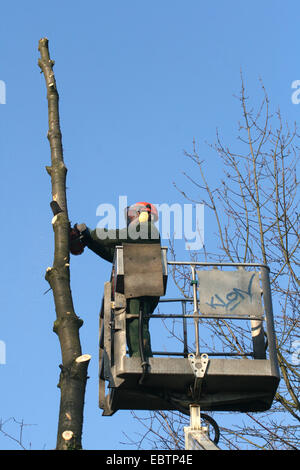 tree feller cutting a tree, Germany, North Rhine-Westphalia Stock Photo