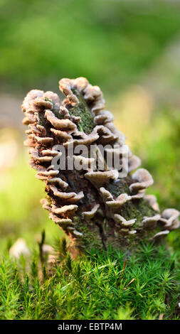 mushrooms growing on a little tree-trunk in a forest, Germany, Bavaria, Oberpfalz Stock Photo