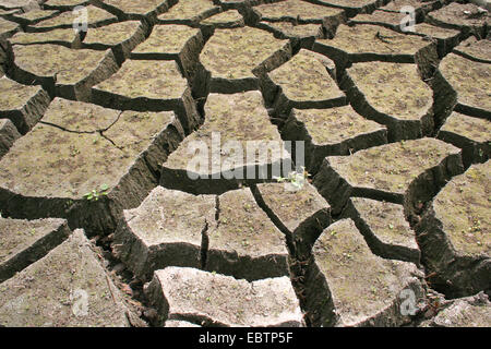 shrinkage cracks on the ground of a dried lake, Germany, North Rhine-Westphalia Stock Photo