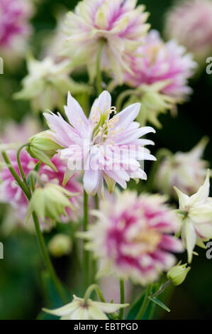 AQUILEGIA VULGARIS VAR STELLATA NORA BARLOW Stock Photo