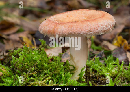 Woolly milkcap, Bearded milkcap (Lactarius torminosus), fungus in moss, Germany Stock Photo