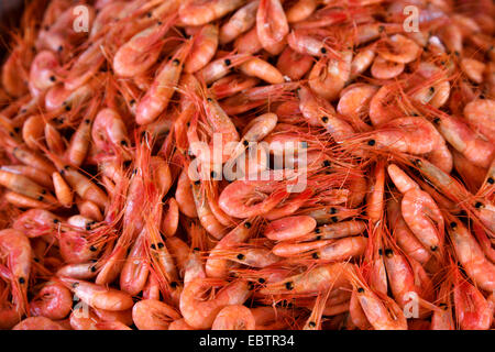 prawns at fish market in Bergen, Norway, Hordaland, Bergen Stock Photo