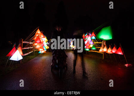 Wakehurst Place, Sussex, UK. 4th December, 2014. The UK's tallest living Christmas Tree is switched on during Glow Wild at Wakehurst. The 135ft Sierra Redwood California tree is lit by 1800 lights. The evening also featured a lantern lit walk through the garden ending at a fire feature by 'And Now' called 'Gold, Frankincense and Myrrh' . Credit:  Julie Edwards/Alamy Live News Stock Photo