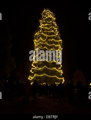 Wakehurst Place, Sussex, UK. 4th December, 2014. The UK's tallest living Christmas Tree is switched on during Glow Wild at Wakehurst. The 135ft Sierra Redwood California tree is lit by 1800 lights. The evening also featured a lantern lit walk through the garden ending at a fire feature by 'And Now' called 'Gold, Frankincense and Myrrh' . Credit:  Julie Edwards/Alamy Live News Stock Photo