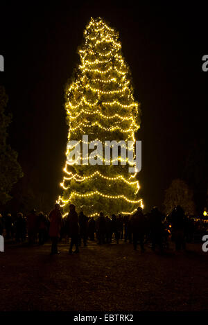 Wakehurst Place, Sussex, UK. 4th December, 2014. The UK's tallest living Christmas Tree is switched on during Glow Wild at Wakehurst. The 135ft Sierra Redwood California tree is lit by 1800 lights. The evening also featured a lantern lit walk through the garden ending at a fire feature by 'And Now' called 'Gold, Frankincense and Myrrh' . Credit:  Julie Edwards/Alamy Live News Stock Photo