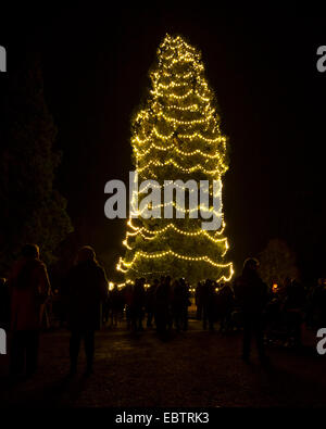 Wakehurst Place, Sussex, UK. 4th December, 2014. The UK's tallest living Christmas Tree is switched on during Glow Wild at Wakehurst. The 135ft Sierra Redwood California tree is lit by 1800 lights. The evening also featured a lantern lit walk through the garden ending at a fire feature by 'And Now' called 'Gold, Frankincense and Myrrh' . Credit:  Julie Edwards/Alamy Live News Stock Photo